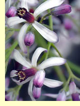 Мелия (Melia Azedarach L.) Мелия (Melia Azedarach L.)